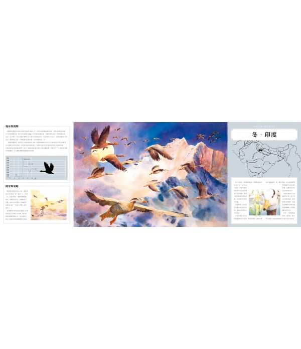 飛最高：高原精靈斑頭雁的遷徙